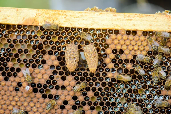 Colmena y abejas y abejas — Foto de Stock