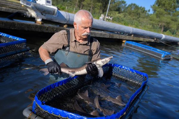 Vermessung der Fische und Arbeit — Stockfoto