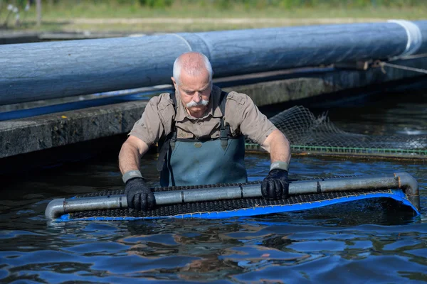 La raccolta del pesce d'allevamento — Foto Stock