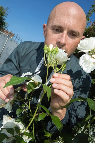 Jardinero poda flores y jardinero — Foto de Stock