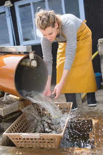 Lavoratrice che raccoglie ostriche dallo scivolo — Foto Stock