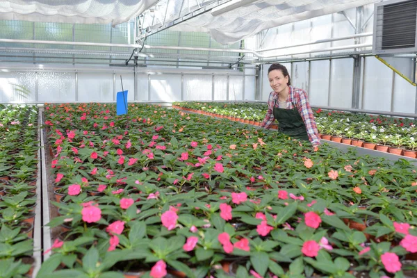 Trabajador y flores en invernadero — Foto de Stock