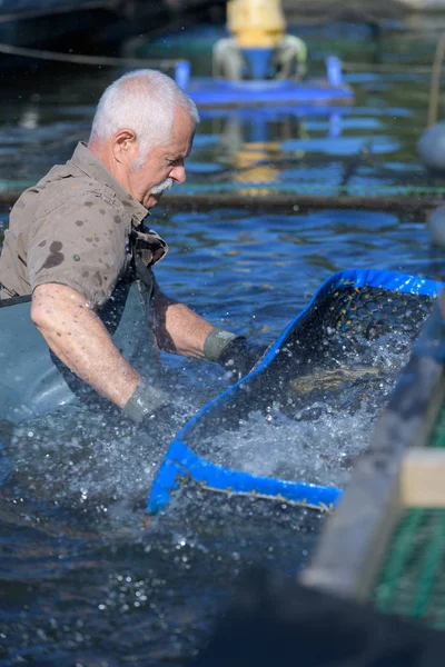 Alter mann fischzucht — Stockfoto