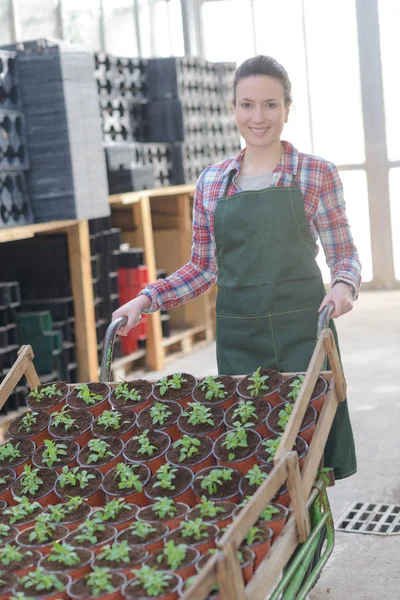 Floristas mujer sosteniendo flores y sonriendo — Foto de Stock