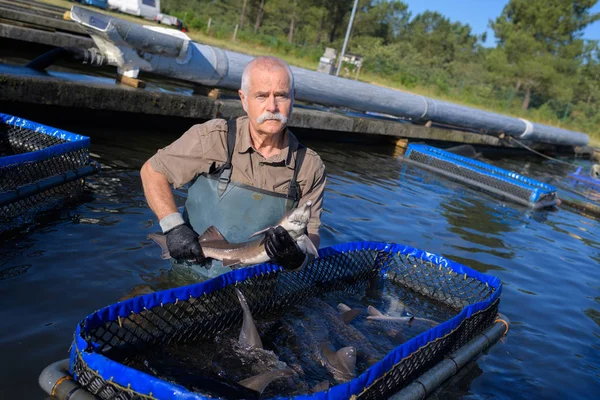 Pesce all'interno cesto di rete galleggiante in allevamento ittico — Foto Stock