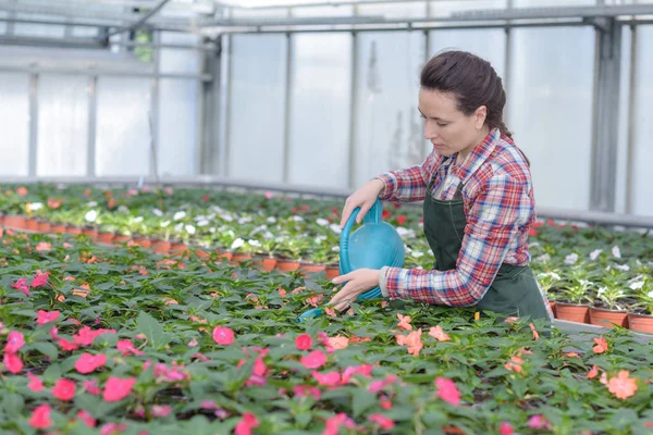 Alegre jardinero femenino regando plantas en invernadero —  Fotos de Stock