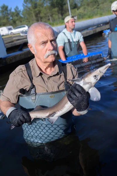 man holding sturgeon in fish farm