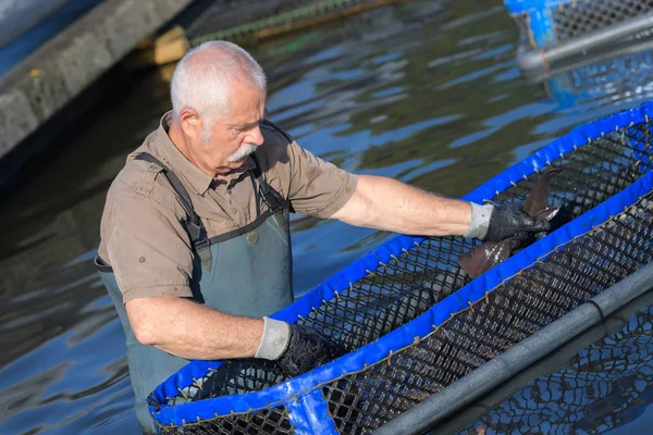 Uomo anziano che lavora in una fattoria di cesto galleggiante — Foto Stock