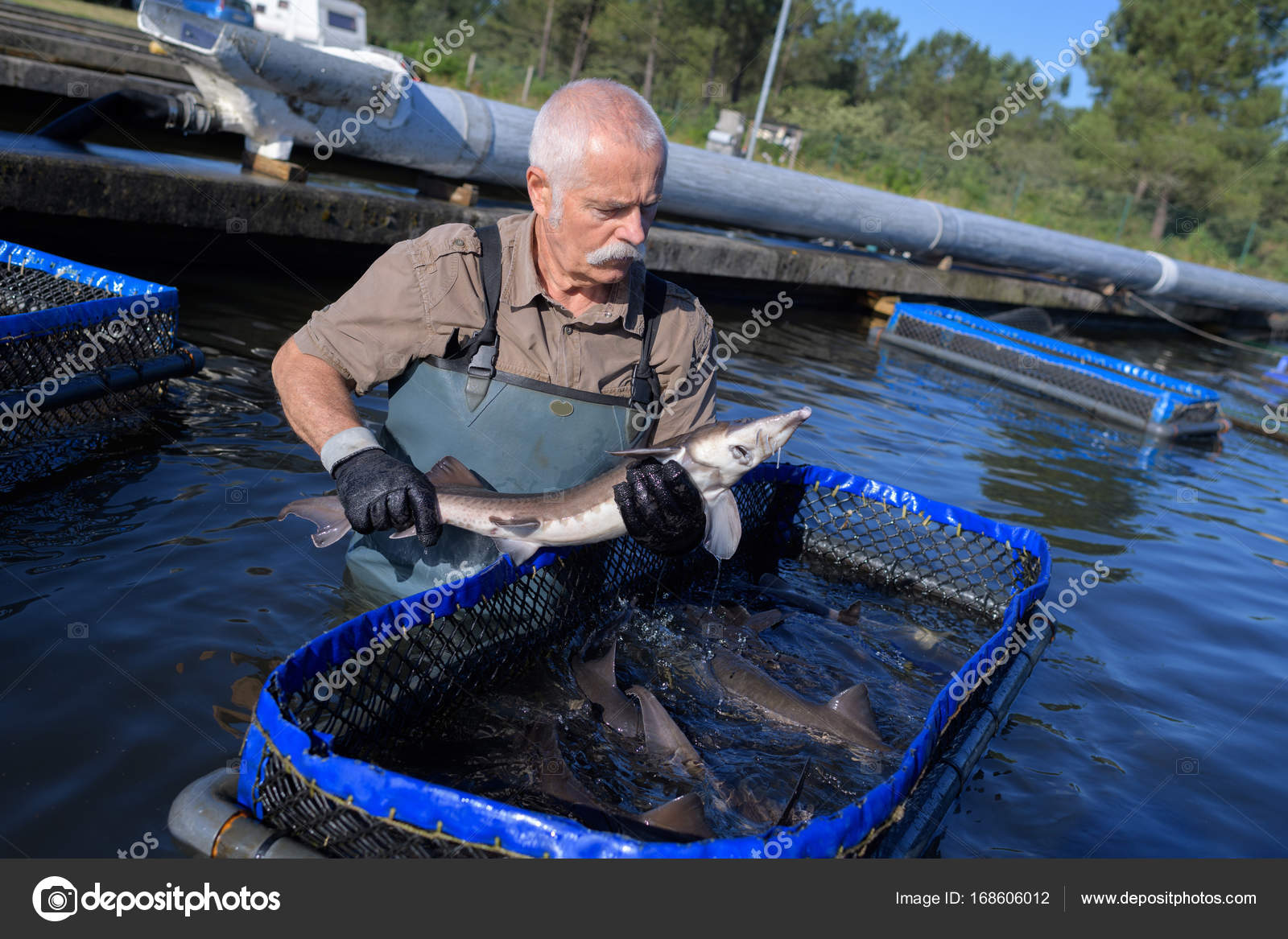 водоем для разведения рыбы. аквакультура форелевое хозяйство. рыбное хозяйство разведение карпа. рыбная ферма. аквакультура форель.