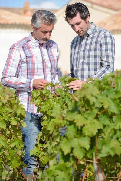 Winzer aus französischem Stroh begutachten die Trauben während der Weinlese — Stockfoto