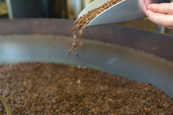 Vérification des grains de café pendant le processus de torréfaction à l'usine — Photo