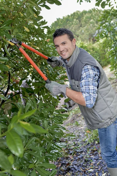 Recortar un árbol cubierto — Foto de Stock