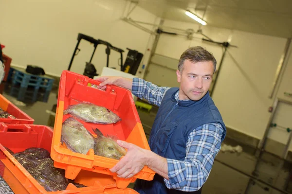 Homme déplaçant la caisse de poisson plat — Photo