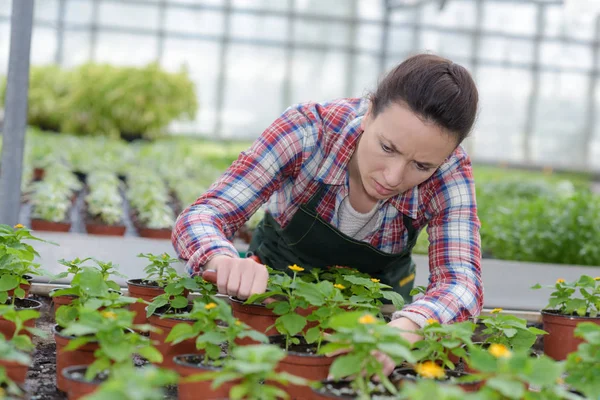 Taking care of the plants — Stock Photo, Image