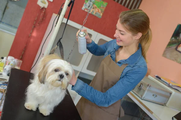 Tierpfleger sprüht Hund — Stockfoto