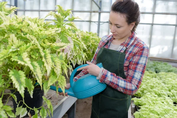 若い女性の養樹園の温室での販売のための植物に水をまく — ストック写真