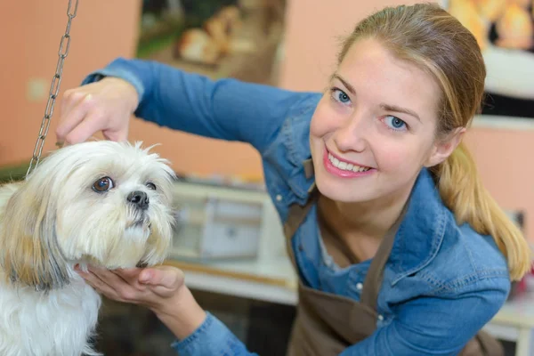 Собака розрізає волосся в салон для дорослих — стокове фото