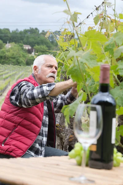 Старший чоловік вивчає виноград у винограднику — стокове фото