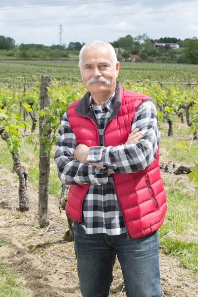 Proprietario anziano della cantina con le braccia incrociate in piedi in vigna — Foto Stock