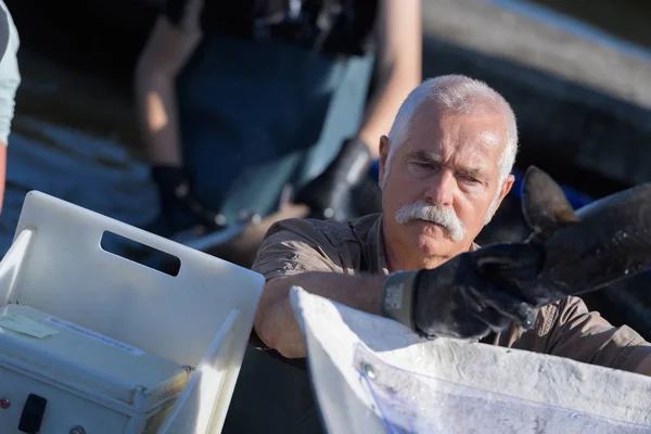 Zuchtfischer bei der Ernte der Fische — Stockfoto