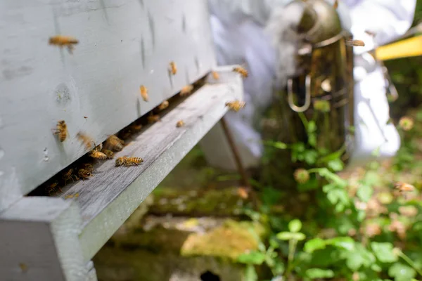 Μέλισσες πηγαίνει έξω από το πλαίσιο — Φωτογραφία Αρχείου