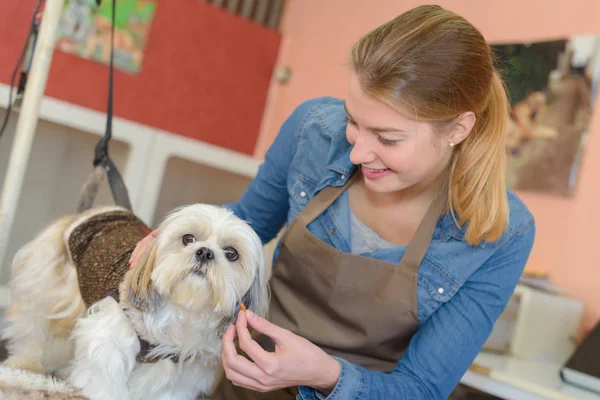 Senhora trabalhando com cão pequeno — Fotografia de Stock