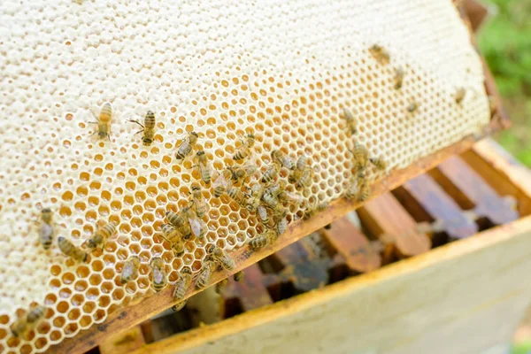 Stup de albine cu albine și albine — Fotografie, imagine de stoc