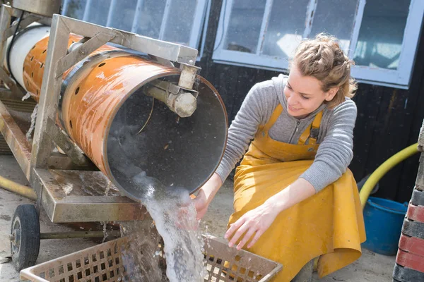 Wanita mencuci tiram yang dipanen — Stok Foto