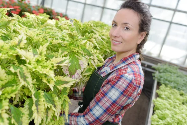 Jardinero femenino sonriendo mientras inspecciona hojas en el invernadero — Foto de Stock