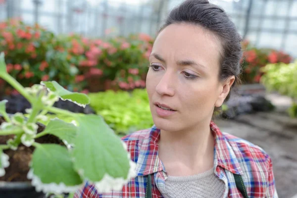 检查植物和花卉的女科学家 — 图库照片