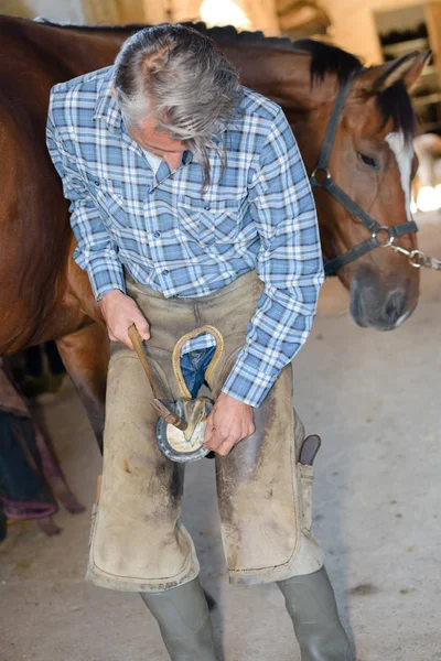Blacksmith nails a horse shoe to a horses hoof — Stock Photo, Image