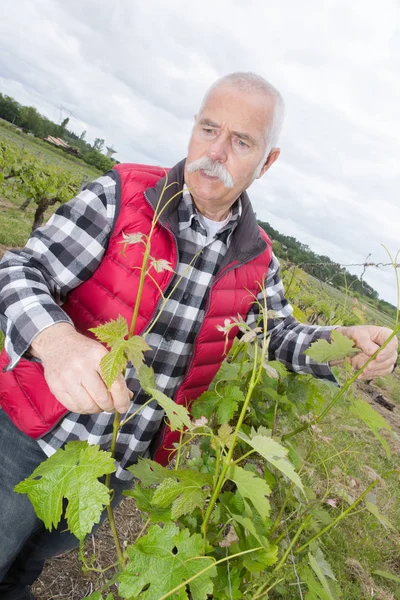 Viticultor senior en grapevine —  Fotos de Stock