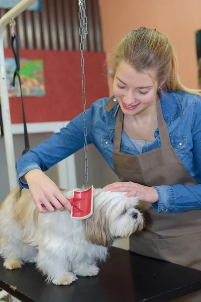 Köpek ve evde beslenen hayvan fırçalama — Stok fotoğraf