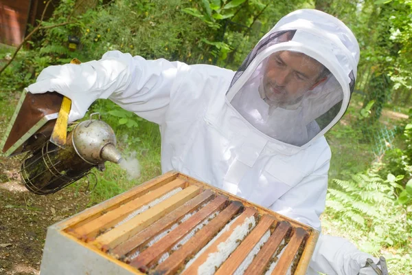 Beekeeper smoking hive and beekeeper