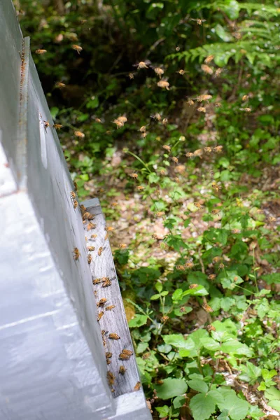 Úlu a včely a včelí — Stock fotografie