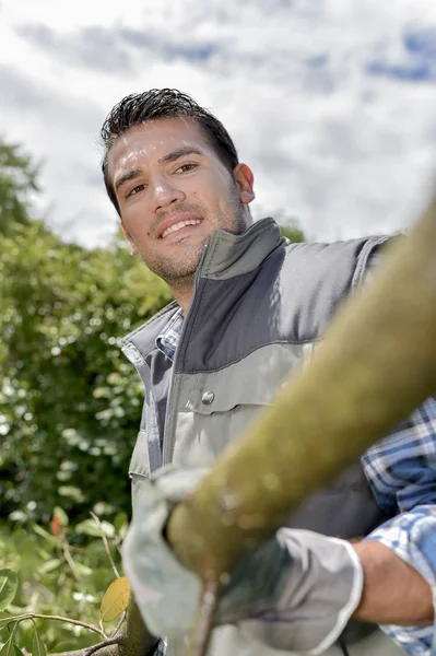 Gardern håller en lång gren — Stockfoto