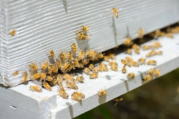 Μελισσών που εξέρχονται από ένα πλαίσιο — Φωτογραφία Αρχείου