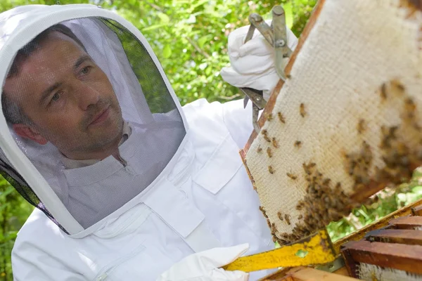 Imker hält Rahmen aus Bienenstock — Stockfoto