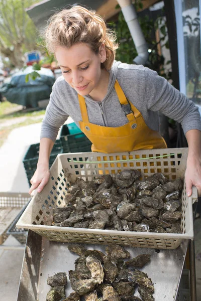 Female worker sorting basket of oysters — Stock Photo, Image