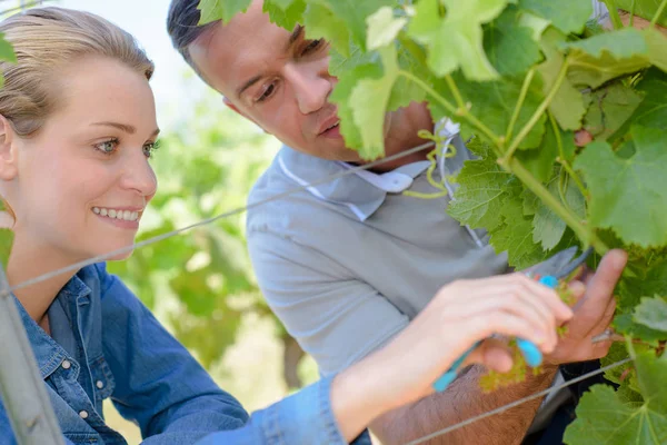 Couple pruning vines and young — Stock Photo, Image