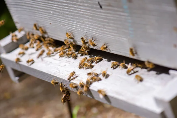 Las abejas en la colmena y las abejas —  Fotos de Stock