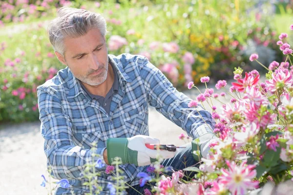 Porträtt av säker mogen manlig trädgårdsmästare beskärning kvistar — Stockfoto