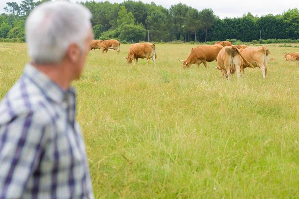 Farmer checking herd of cattle — Stock Photo, Image