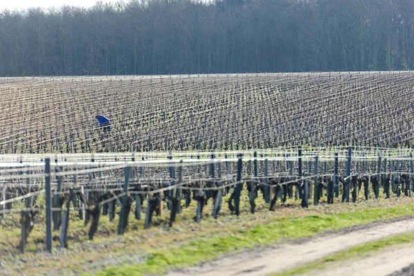 Виноградники та виноградарство — стокове фото