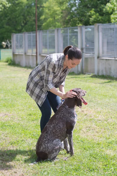 猎狐犬享受水的运动图片 — 图库照片