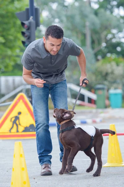 男性トレーニング エネルギッシュな犬 — ストック写真