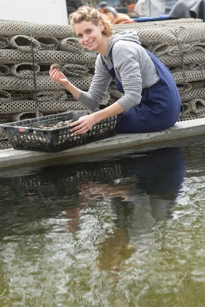 Oesters in manden en oester — Stockfoto