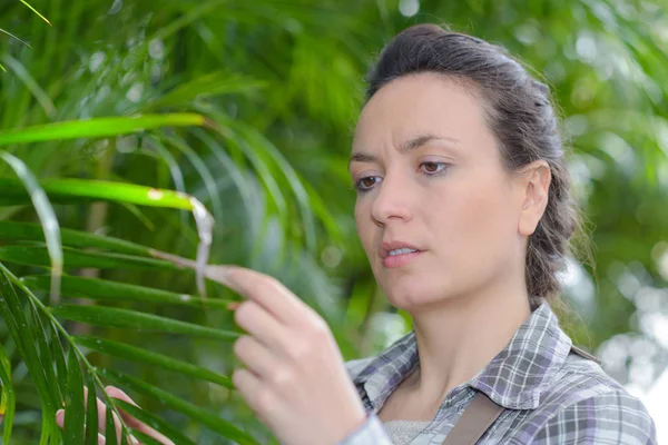 Giardiniere donna in grembiule che lavora e si prende cura di una pianta — Foto Stock