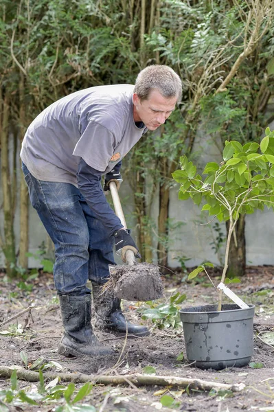 Jardineiro plantando uma árvore — Fotografia de Stock