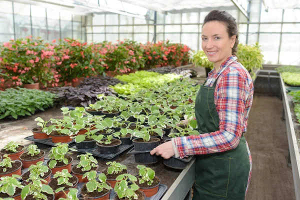 Botanikerin sät und kontrolliert Pflanzen im Gewächshaus — Stockfoto